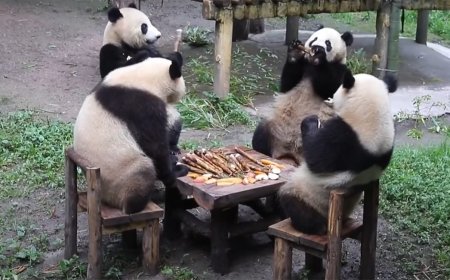 WATCH: Very Polite Pandas Sit Elegantly (Sort of) Around a Dinner Table