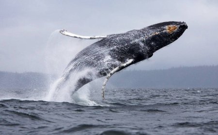 Whale Watching in Australia, 2023