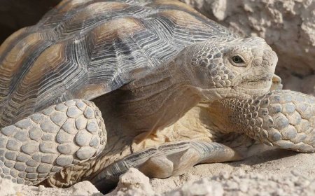 Watch: Mojave Max Emerges, Kicking Off Spring in the West