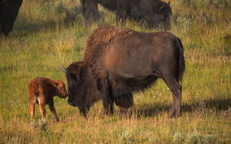 Baby Bison Causes Adorable Traffic Jam in Yellowstone