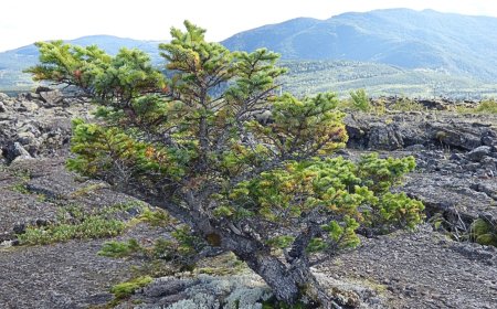 Experience Terrace Treasures in British Columbia’s North