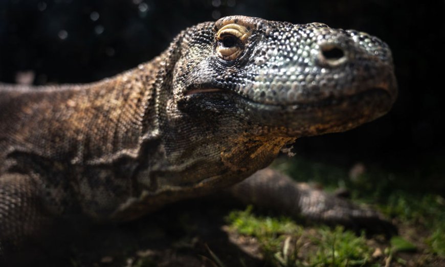 Paleontologists Speak Up: T. Rex Actually Looked More Like Barney