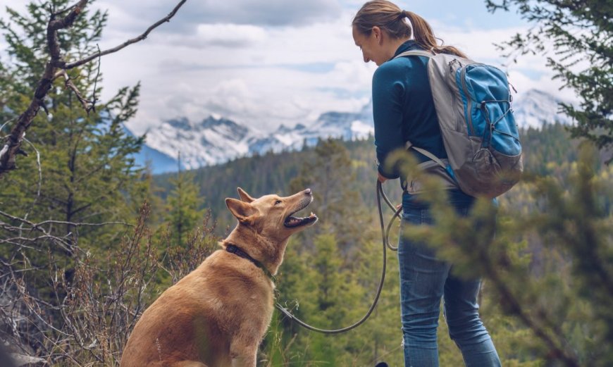 Hiking with Dogs: Tips, Tricks and Breeds That Hike Best