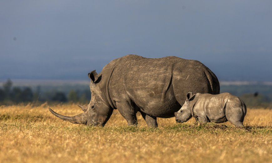 If You Ever Wanted to Buy 2,000 Rhinos, Now’s the Time to Score a Deal