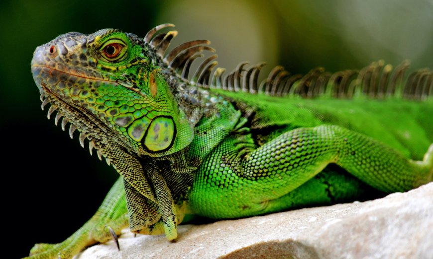 Cake-Stealing Wild Iguana Bites Girl, Gives Her Fish Tuberculosis