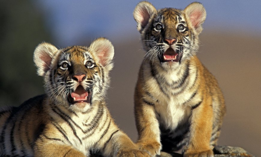These Tiny Tiger Cubs Are In Training to Be Released Into the Wild