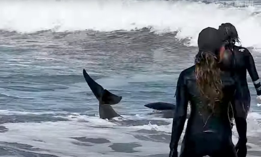 Dolphins Are Beaching Themselves in Japan And No One Knows Why