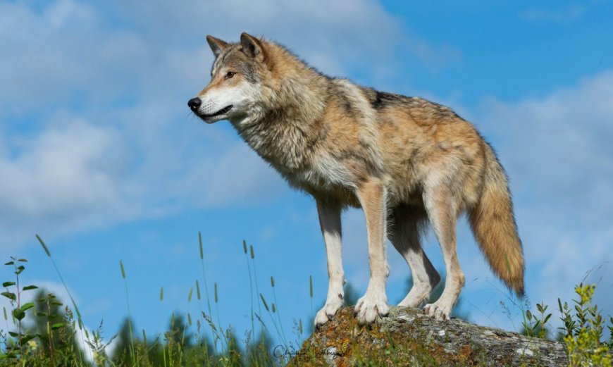 What Bear Grylls does when he meets a pack of wolves
