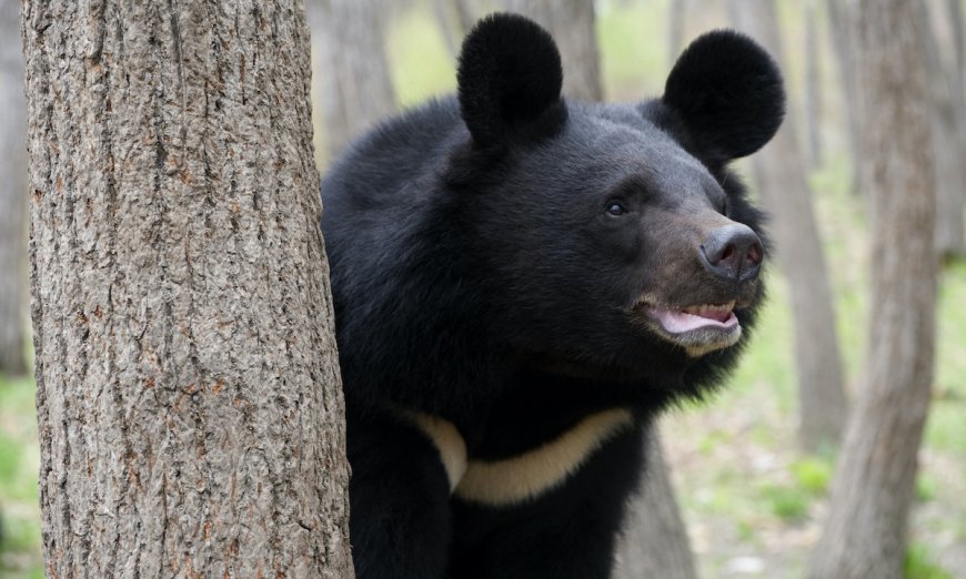 This New Vending Machine in Japan Sells—Bear Meat?