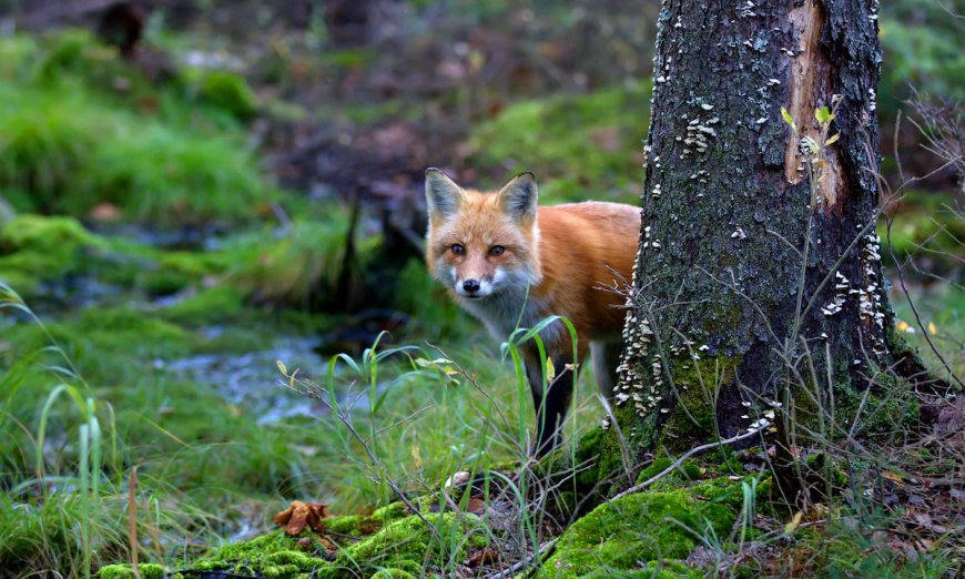 In London, Foxes Are Breaking Into Houses and Napping On People’s Couches