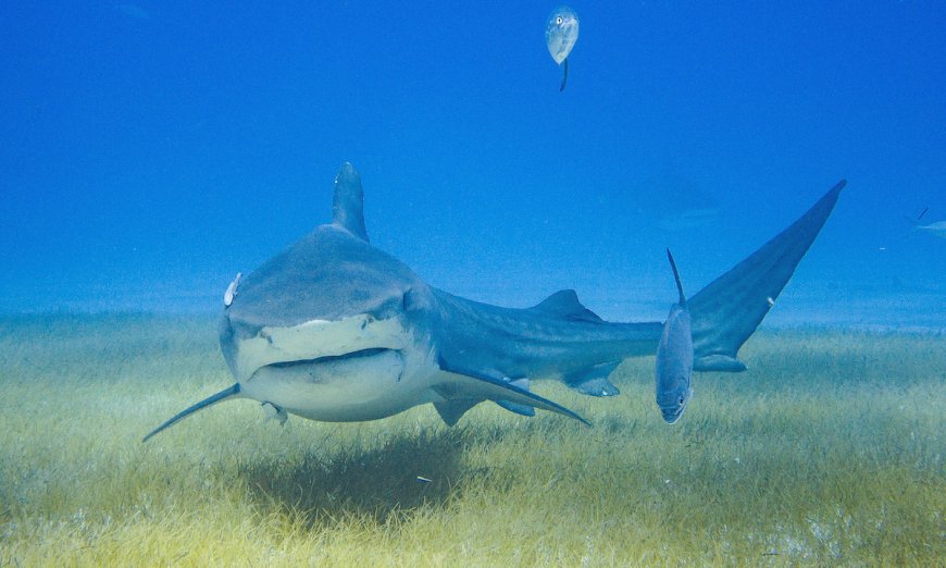 Scientists Decide to Strap Cameras to Sharks—and Make Wild New Discovery