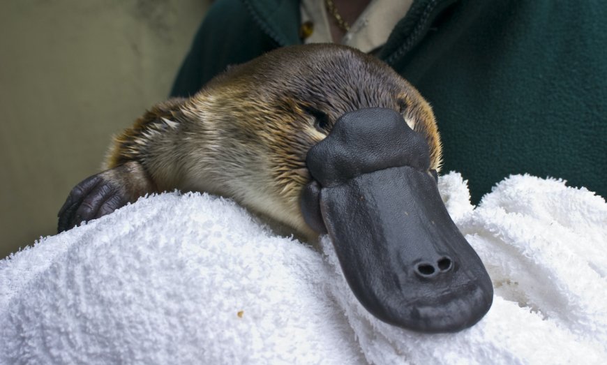 Australian Guy Steals Platypus And Shows it Off Around Town