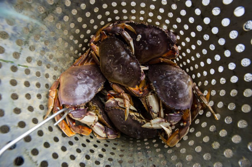 Recipe: Go Sea-to-Table With Delicious Beer-Steamed Dungeness Crab
