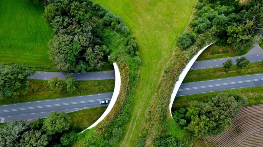Wildlife Corridor Project Launched To Protect Animals From Busy Roads