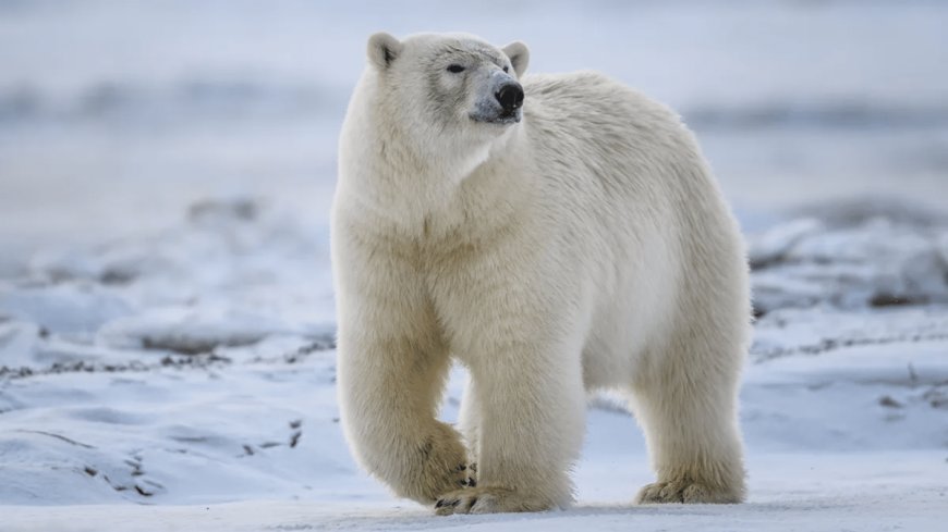 New Synthetic Polar Bear Fur Could Improve Winter Coats
