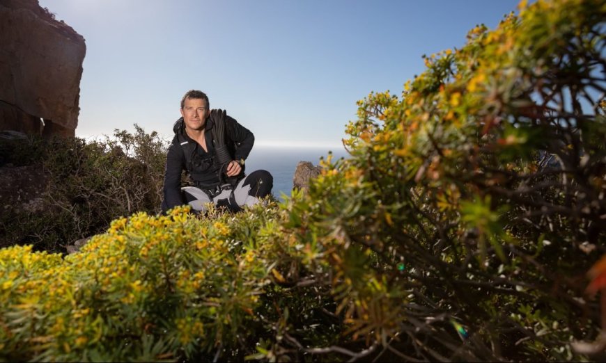 Cuppa Tree? Bear Grylls On How To Make Tea In The Wild