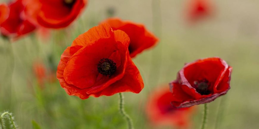 Anzac Day Commemoration, 2023