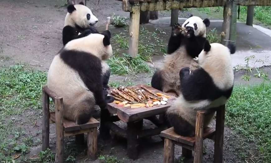 WATCH: Very Polite Pandas Sit Elegantly (Sort of) Around a Dinner Table