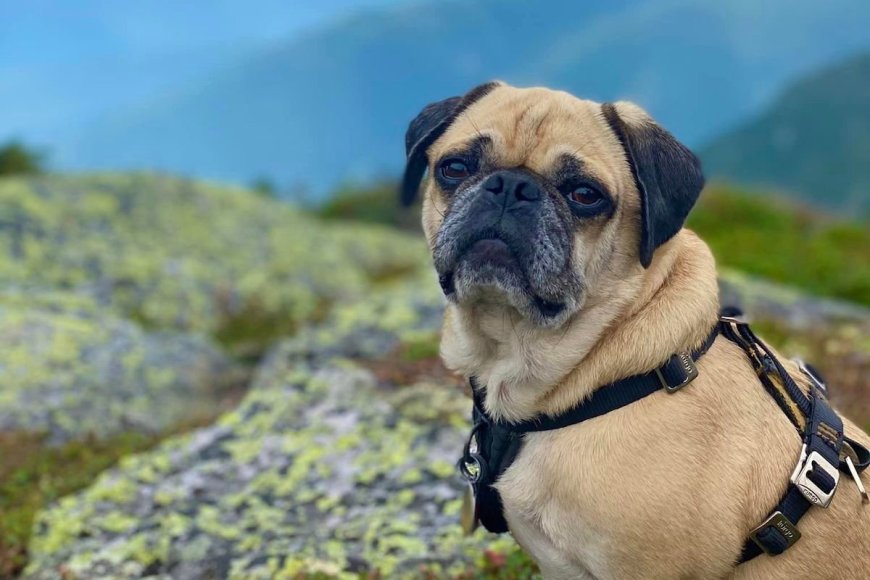 Woof The Pug Hikes All 48 Mountains in New Hampshire
