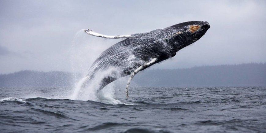 Whale Watching in Australia, 2023