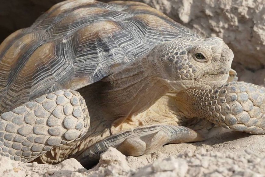 Watch: Mojave Max Emerges, Kicking Off Spring in the West