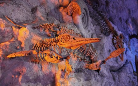 The Best Fossil Hunting Locations in America