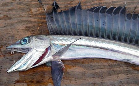 Scientists Baffled by Fanged Fish Washing Up on Oregon Beaches