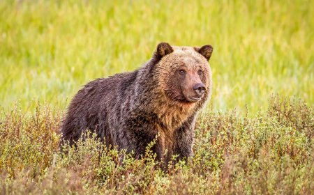 ‘He Wasn’t Hit by a Car’: Grizzly Bear Killed Near Yellowstone