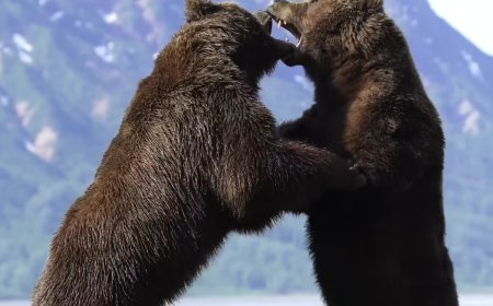 Watch the ‘Most Awesome Bear Fight Ever Recorded’
