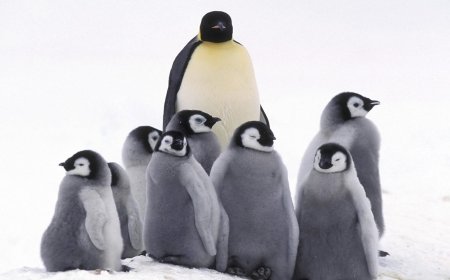 5 Amazing Examples of Mothering in Nature