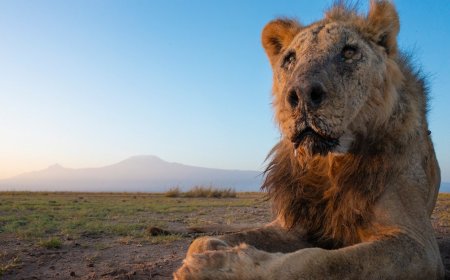 10 Lions Killed, Including Africa’s Oldest, Amid Increasing Human-Wildlife Conflicts