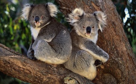 The World’s Cutest Animals are Endangered: Here are 5 Ways Scientists are Trying to Save Koalas