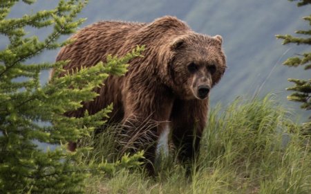 Bear Spray Tips and Other Advice