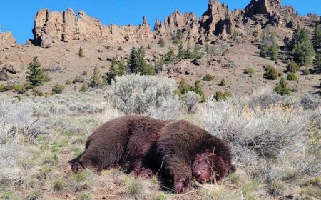 Hunter Charged for Killing Grizzly Bear Outside of Yellowstone