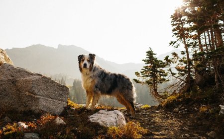 How To Train Your Dog For Big Outdoor Adventures