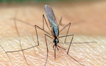 Want Less Mosquito Bites This Summer? New Study Says It May Be Time To Switch Your Soap