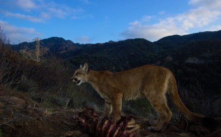 The ‘Demons’ of the Southwest: What to Do If You Encounter a Mountain Lion