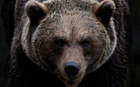 50 Incredible Bear Facts, Stories, And Busted Myths