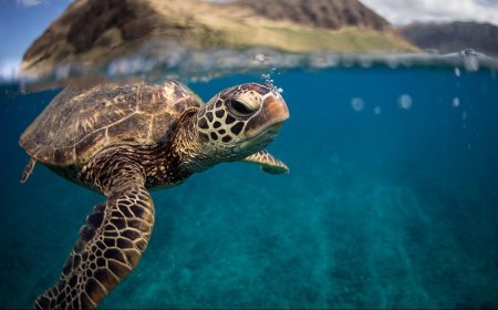 It’s Endangered Species Day: Here Are 10 Endangered Animals That Need Help