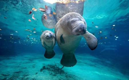 Conservation Matters: 5 Animals That Are Not Endangered Anymore 