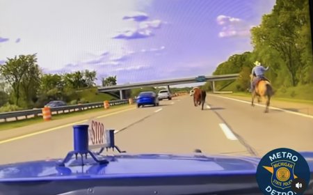 Watch Cowboys Wrangle Two-Ton Steer on Busy Detroit Highway