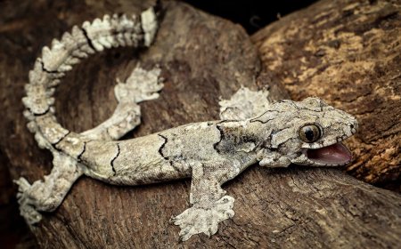 New Species of Paragliding Gecko Discovered in India