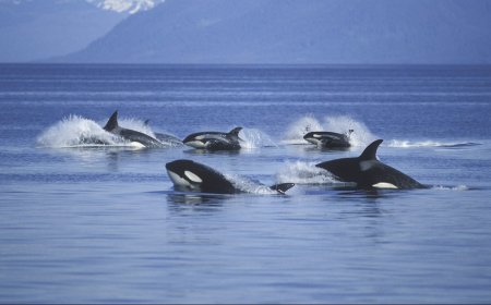 Why Are Orcas Attacking Boats?
