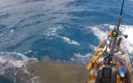 Watch: This Kayaker Gets a Frightening Surprise From A Tiger Shark While Fishing