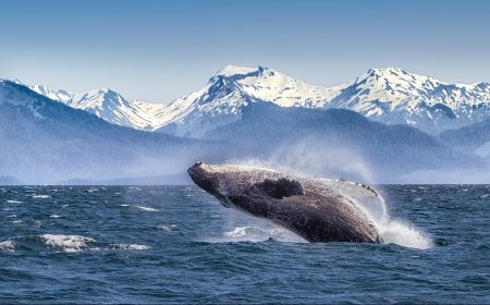 20 Spots for Whale Watching in North America