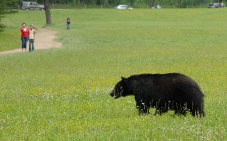 Weird Walks: How To Turn Your Morning Stroll Into a Unique Adventure