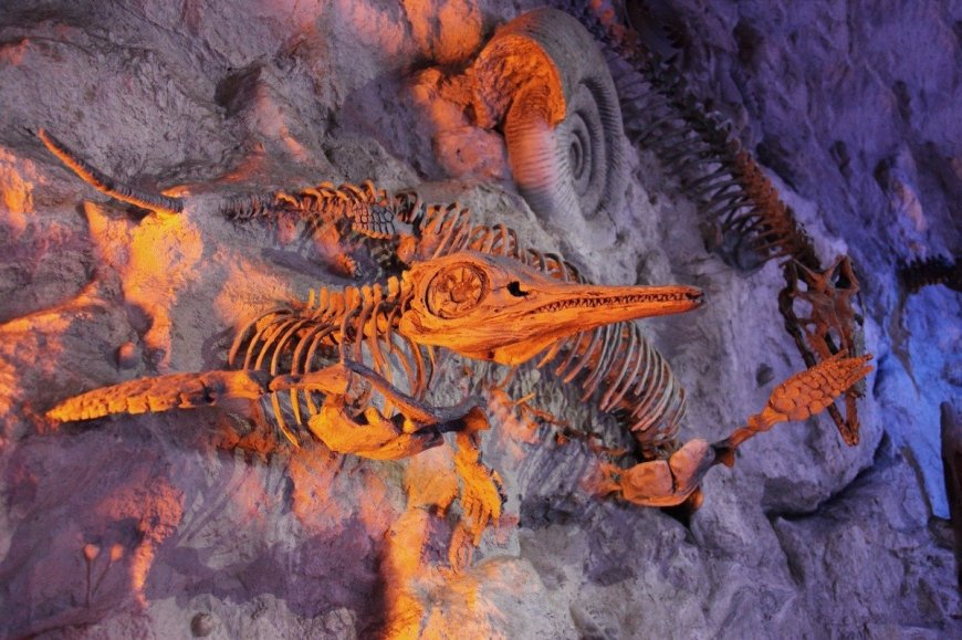 The Best Fossil Hunting Locations in America