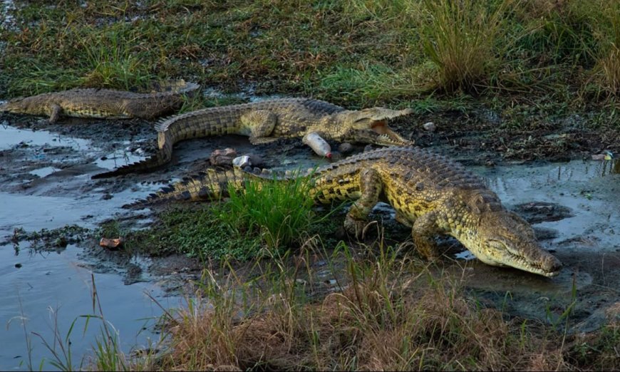 Bear Grylls: How To Survive A Crocodile Attack