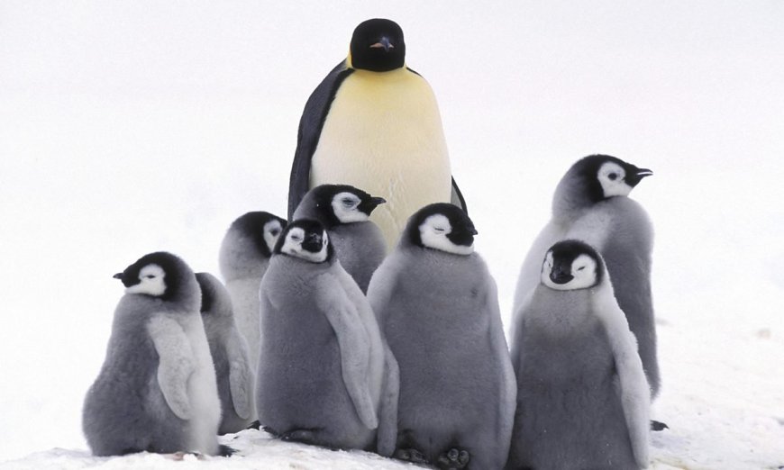 5 Amazing Examples of Mothering in Nature