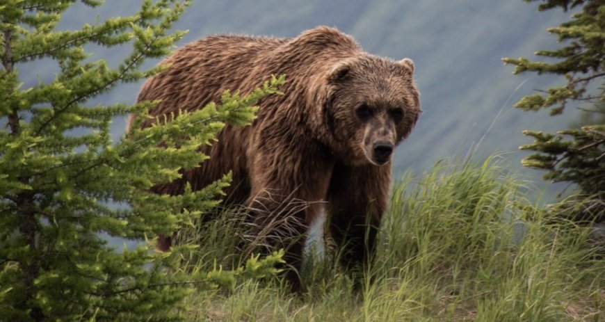 Bear Spray Tips and Other Advice